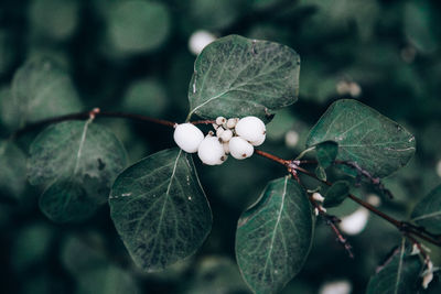 Close-up of plant