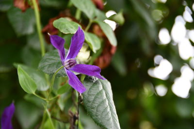 Close-up of purple flowering plant