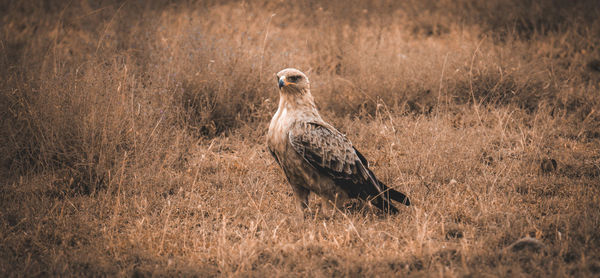 Close-up of red tailed eagle perching on field