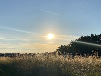 Scenic view of field against sky during sunset