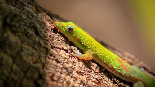 Close-up of lizard on tree