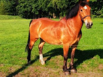 Horse on grassy field