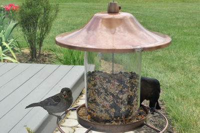 Bird perching on table at yard