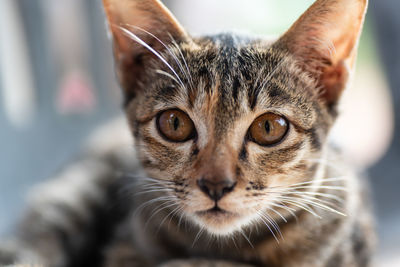 Close-up portrait of a cat