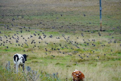 View of sheep on field