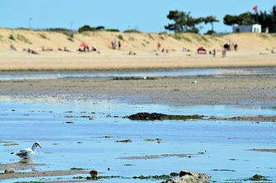 Flock of birds on beach