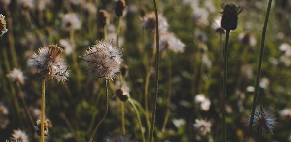 Close-up of wilted dandelion flower on field