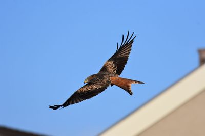 Low angle view of red kite flying in sky