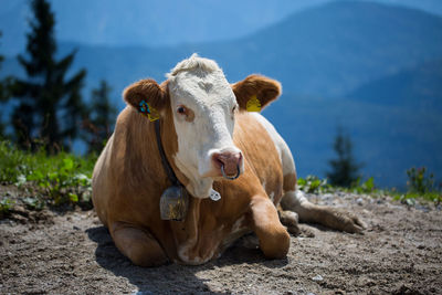 Cow resting on field by mountains
