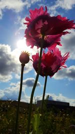 Close-up of flowers blooming in field