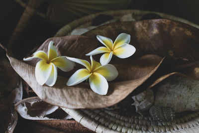 Close-up of frangipani on plant