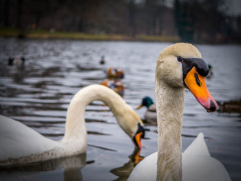 Close-up of swan swimming in lake