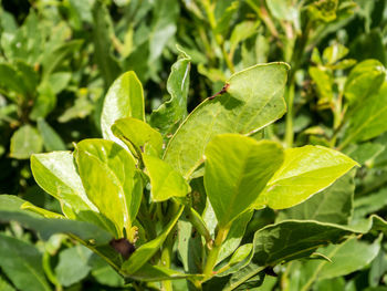 Close-up of wet leaves