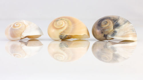 Close-up of shells on white background