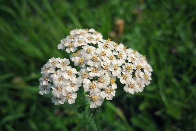 Close-up of white flowers