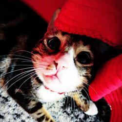 Close-up of cat