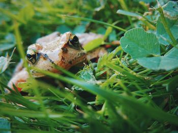 Close-up of lizard on grass