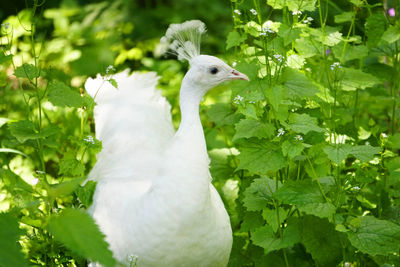 Close-up of a bird