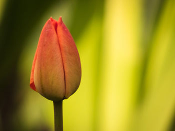 Close-up of red rose bud