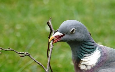 Close-up of bird