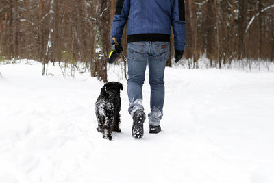 Young man is walking with his black miniature schnauzer in winter coniferous forest.