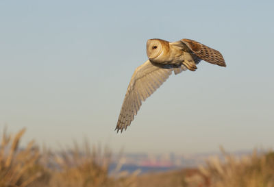 Low angle view of barn owl  flying against sky