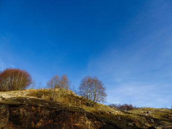 Low angle view of trees against sky