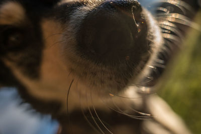 Close-up of dog