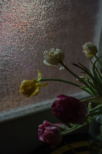 Close-up of rose plant