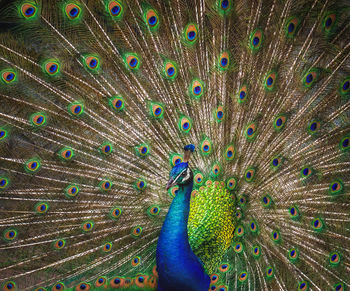 Close-up of peacock