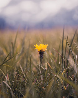 Close-up of yellow flowering plant on field