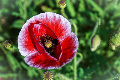 Close-up of insect on red flower
