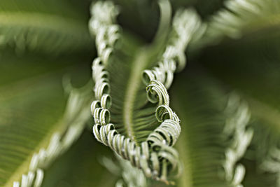 Close-up of rope tied plant