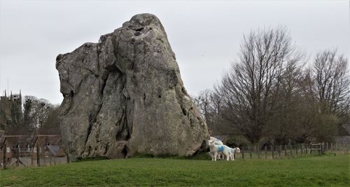 Spring lambs loving new life in spring at avebury