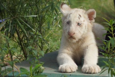 Close-up portrait of lion