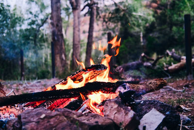 Close-up of bonfire on wooden log in forest