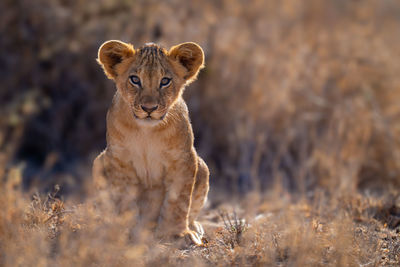 Lioness on field