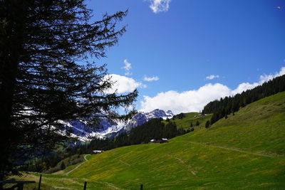 Scenic view of trees on field against sky