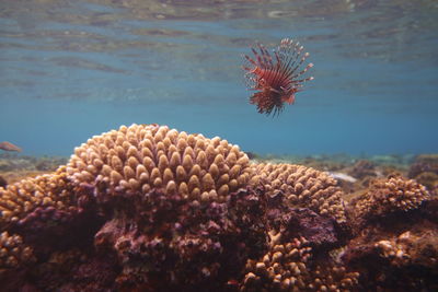 Close-up of lionfish swimming in sea