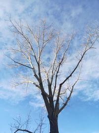 Low angle view of bare tree against sky