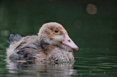 View of duck swimming in lake