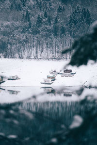Close-up of frozen trees during winter