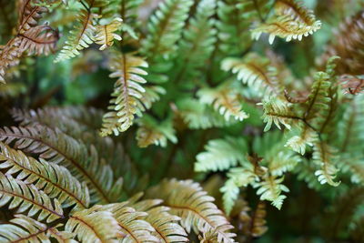 Close-up of pine tree