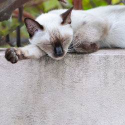 Siamese cat sleep on the wall. copy space