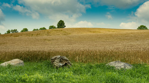 View of sheep on field against sky