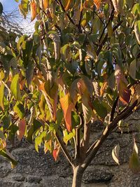 Close-up of flowering plants on tree