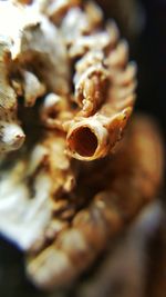 Close-up of seashell