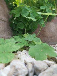 High angle view of potted plant on rock