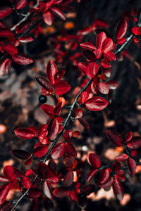 Close-up of red flowering plants