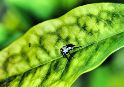 Close-up of insect on leaf